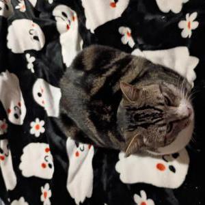 Lost Cat Frankie