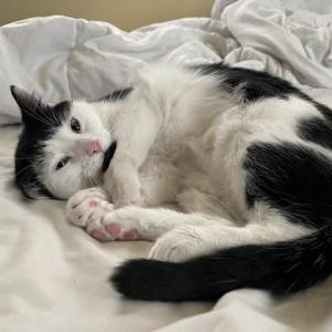 Image of Oreo, Lost Cat