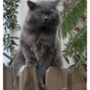 Lost Cat Smoky