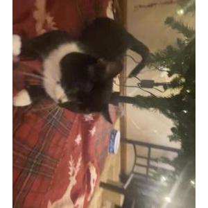 Image of Oreo, Lost Cat