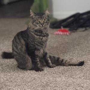Lost Cat Rootbeer