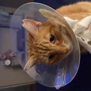 Image of Winny, Lost Cat