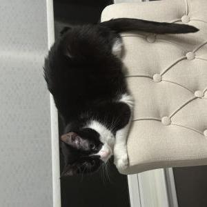 Lost Cat Oshi