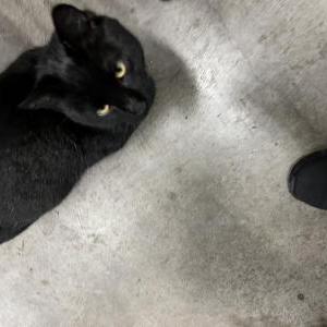 Lost Cat Panter