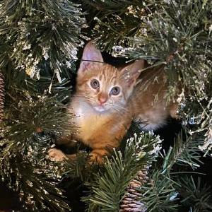 Lost Cat Guppy