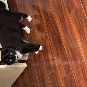 Lost Cat Meo