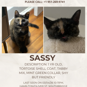 Image of Sassy, Lost Cat