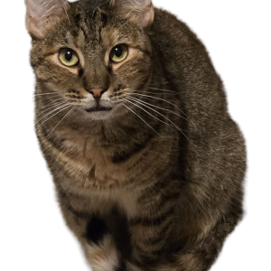 Lost Cat Slurpee
