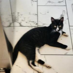 Lost Cat Lucky