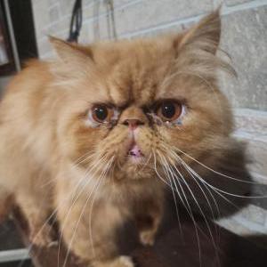 Lost Cat Beanie