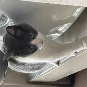 Image of Lavender, Lost Cat