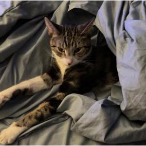 Lost Cat Piper