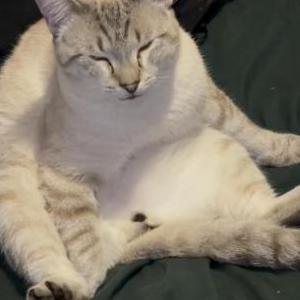 Image of Dior, Lost Cat
