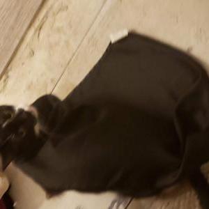 Image of Mick, Lost Cat
