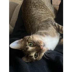 Lost Cat eevee