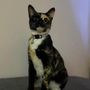 Image of Luna, Lost Cat