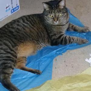 Lost Cat Sebastian