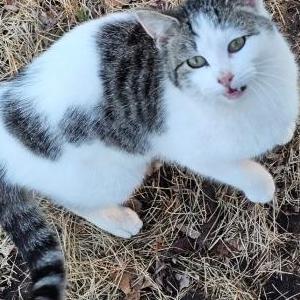 Lost Cat Gary
