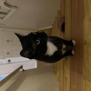 Image of Snickers, Lost Cat