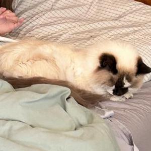 Image of Sophia, Lost Cat