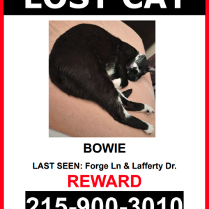 Image of BOWIE, Lost Cat