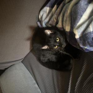 Image of Cowboy, Lost Cat