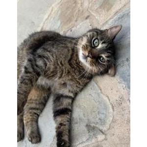 Found Cat Unknown