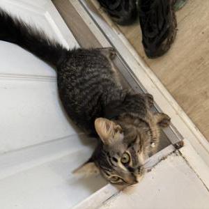 Image of Simba, Lost Cat