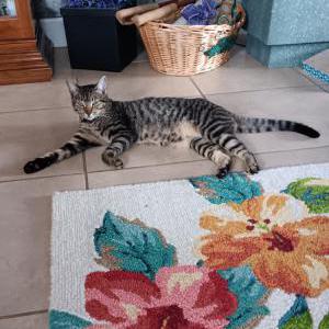 Image of Bella, Lost Cat