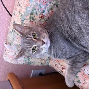 Lost Cat Smokey
