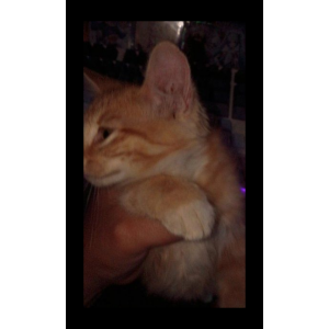 Lost Cat Mango