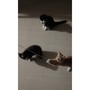 Lost Cat Bella
