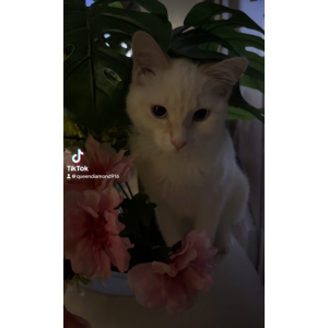 Lost Cat Snoh white