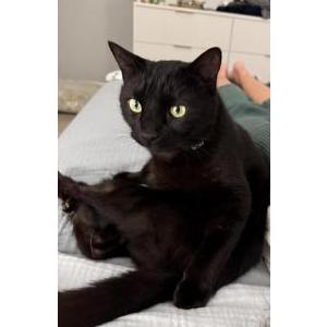 Lost Cat Binx