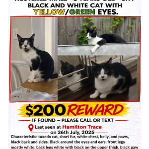 Lost Cat Jack