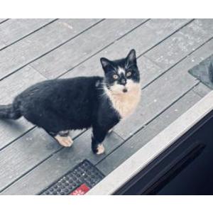 Image of Unknown, Found Cat
