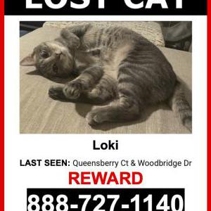 Image of Loki, Lost Cat