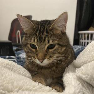 Image of Pippin, Lost Cat