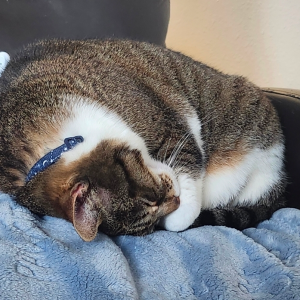 Image of Angel, Lost Cat