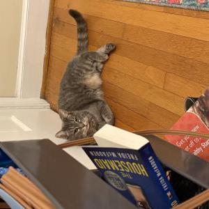 Image of Harley, Lost Cat