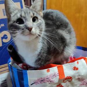 Lost Cat Mooshie
