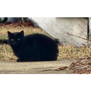 Found Cat Kitty