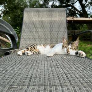Lost Cat Harvey