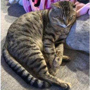 Image of Zimba, Lost Cat