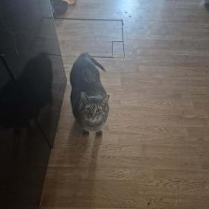 Image of Leonidas, Lost Cat