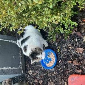 Found Cat Uknown