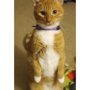 Lost Cat Captain