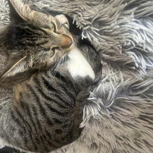 Image of Misty, Lost Cat