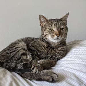 Lost Cat Piggy