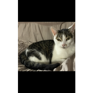 Image of Tater, Lost Cat